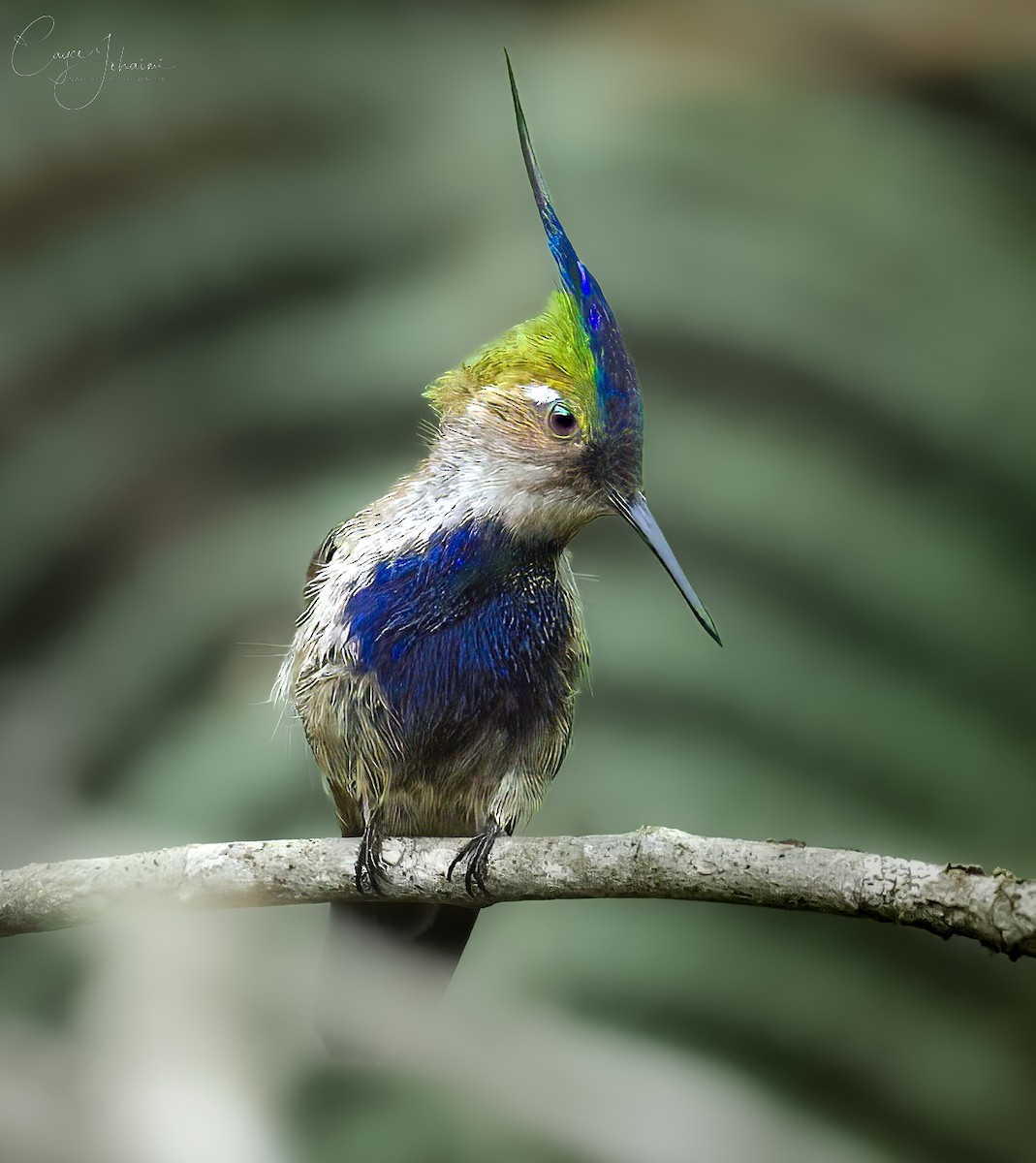 Purple-crowned Plovercrest - ML630085867