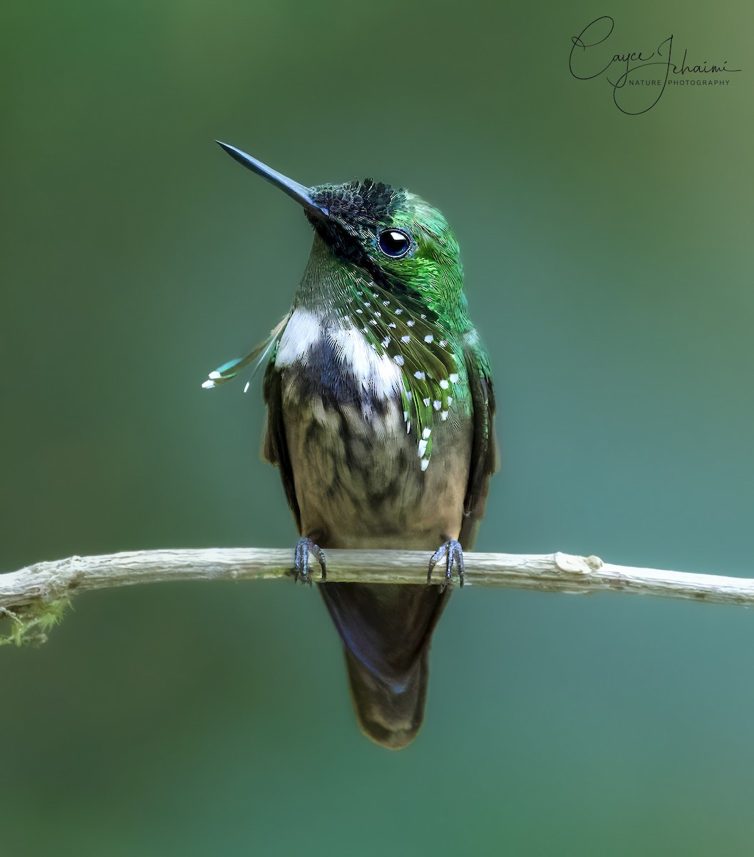 Festive Coquette - ML630085923