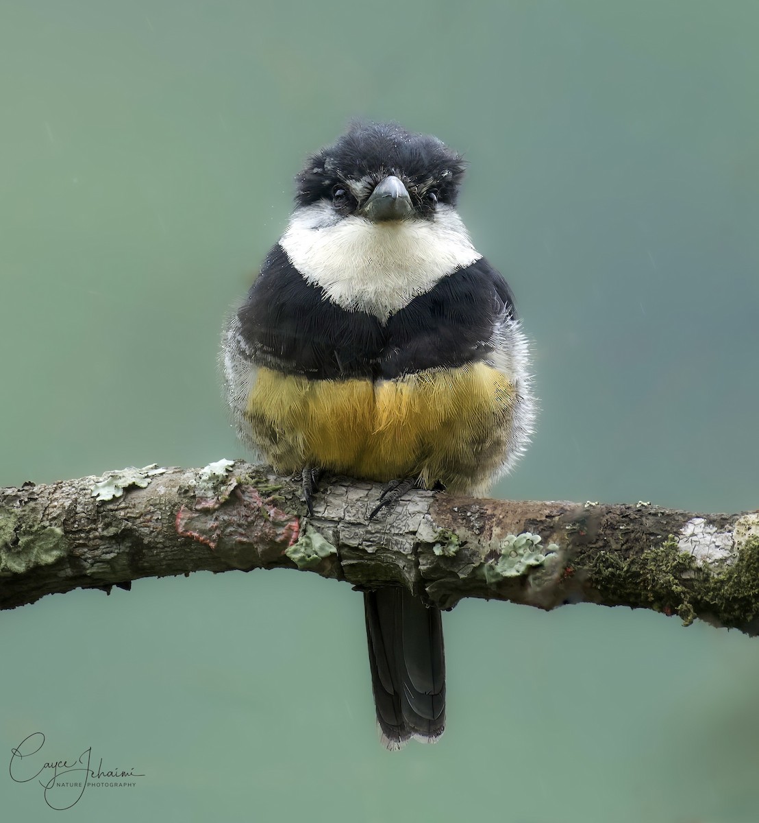 Buff-bellied Puffbird - ML630086009