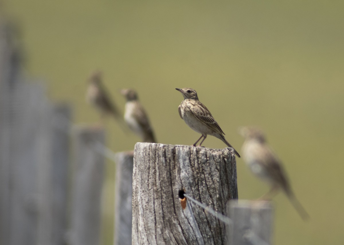 Pampas Pipit - ML630086010