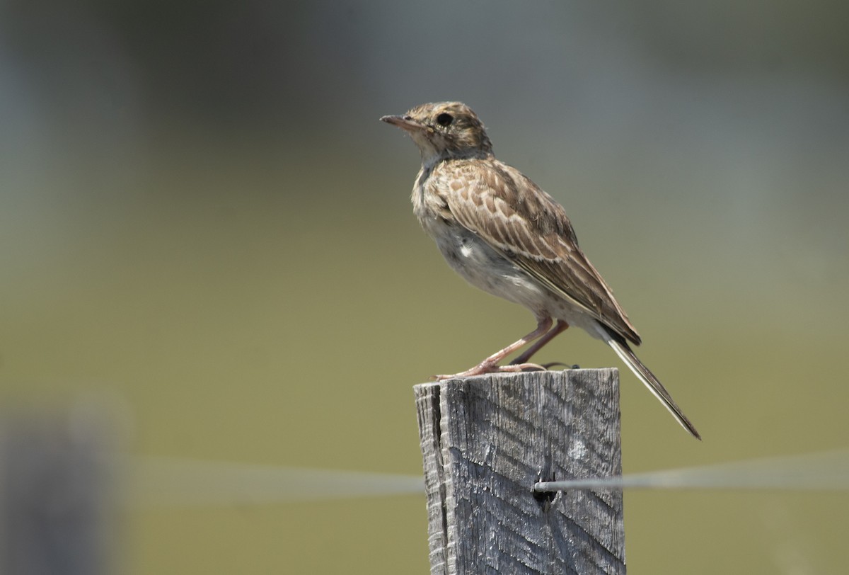 Pampas Pipit - ML630086015