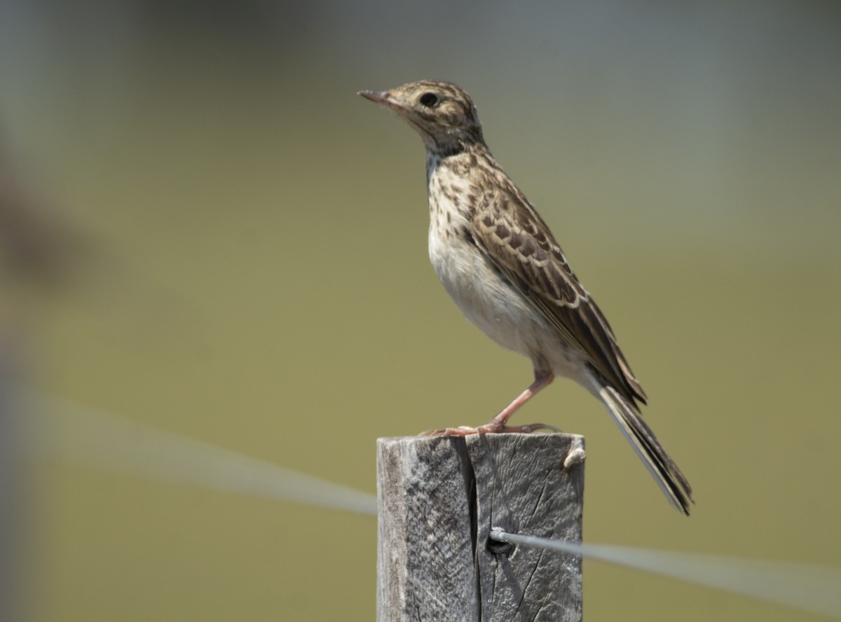 Pampas Pipit - ML630086016