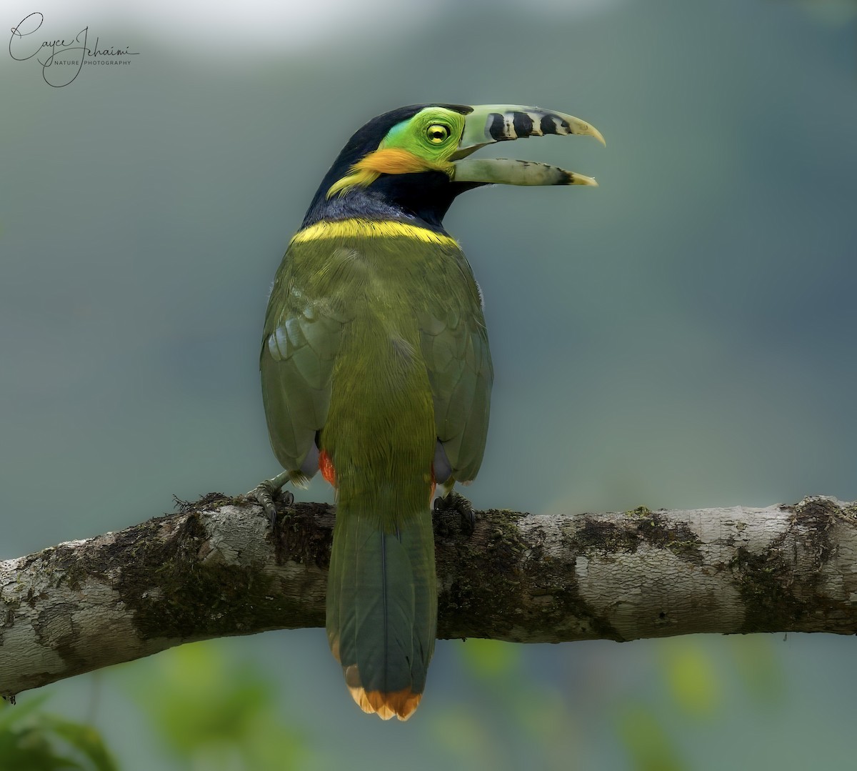 Spot-billed Toucanet - ML630086049