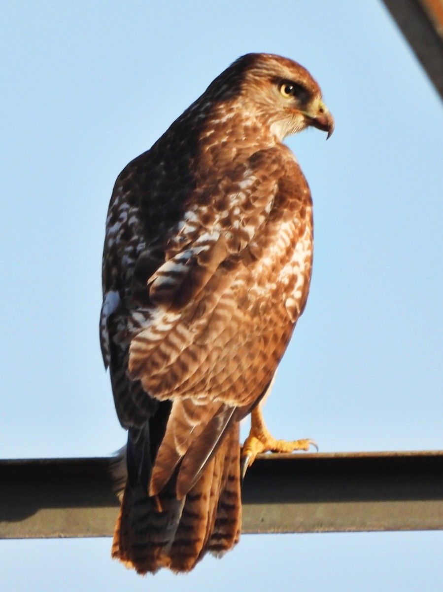 Red-tailed Hawk - ML630086134