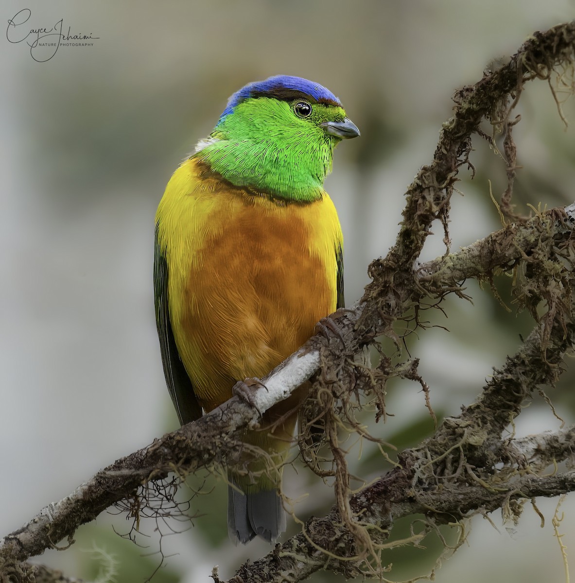 Chestnut-breasted Chlorophonia - ML630086217
