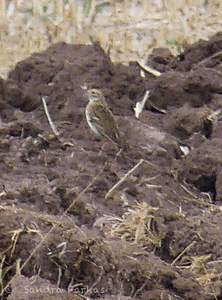 Puna Pipit - ML630086354