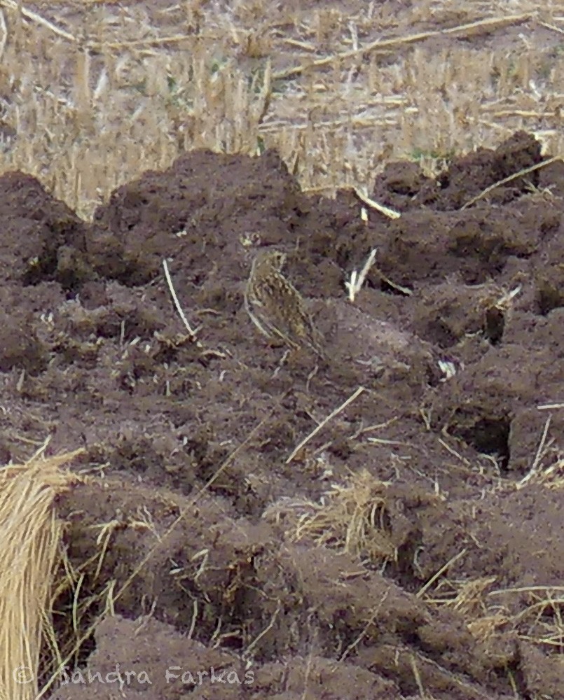 Puna Pipit - ML630086355