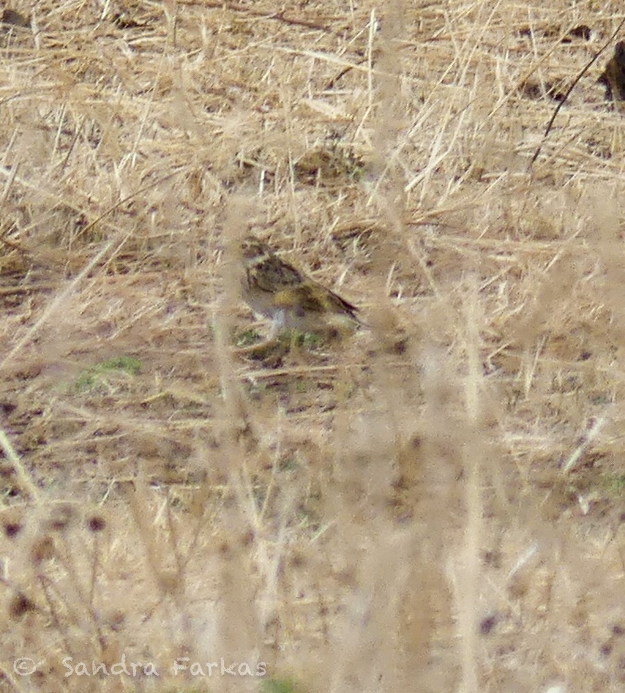Puna Pipit - ML630086459