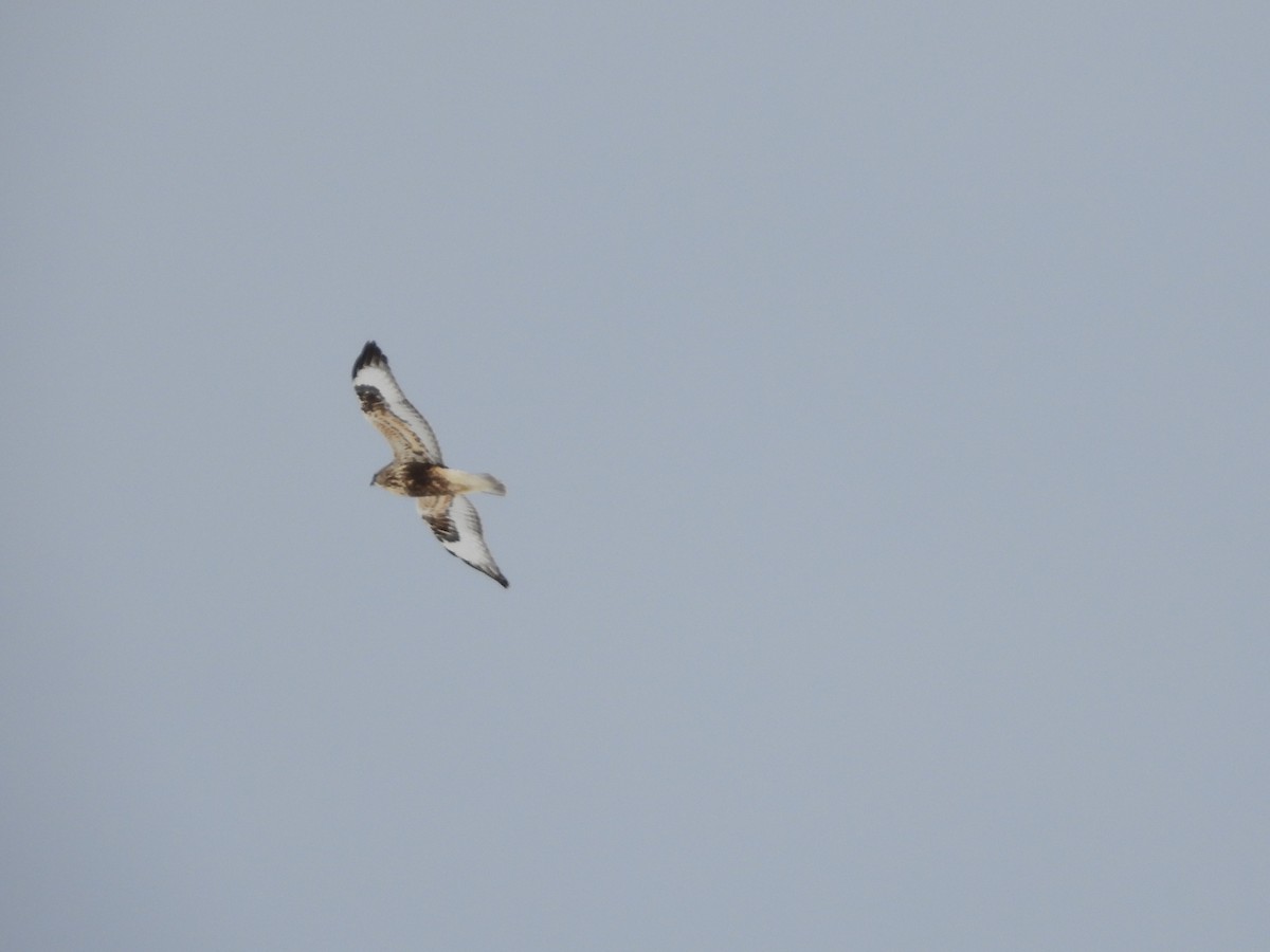 Rough-legged Hawk - ML630086565