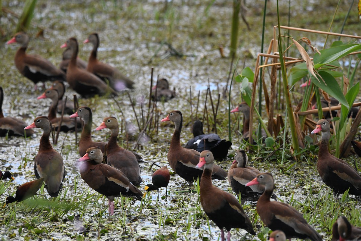 Black-bellied Whistling-Duck - ML630086608