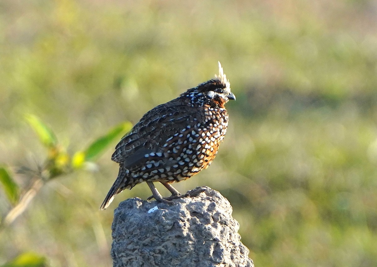 Crested Bobwhite - ML630087345