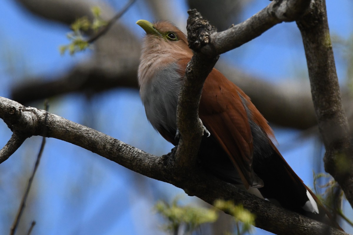 Squirrel Cuckoo - ML630087810