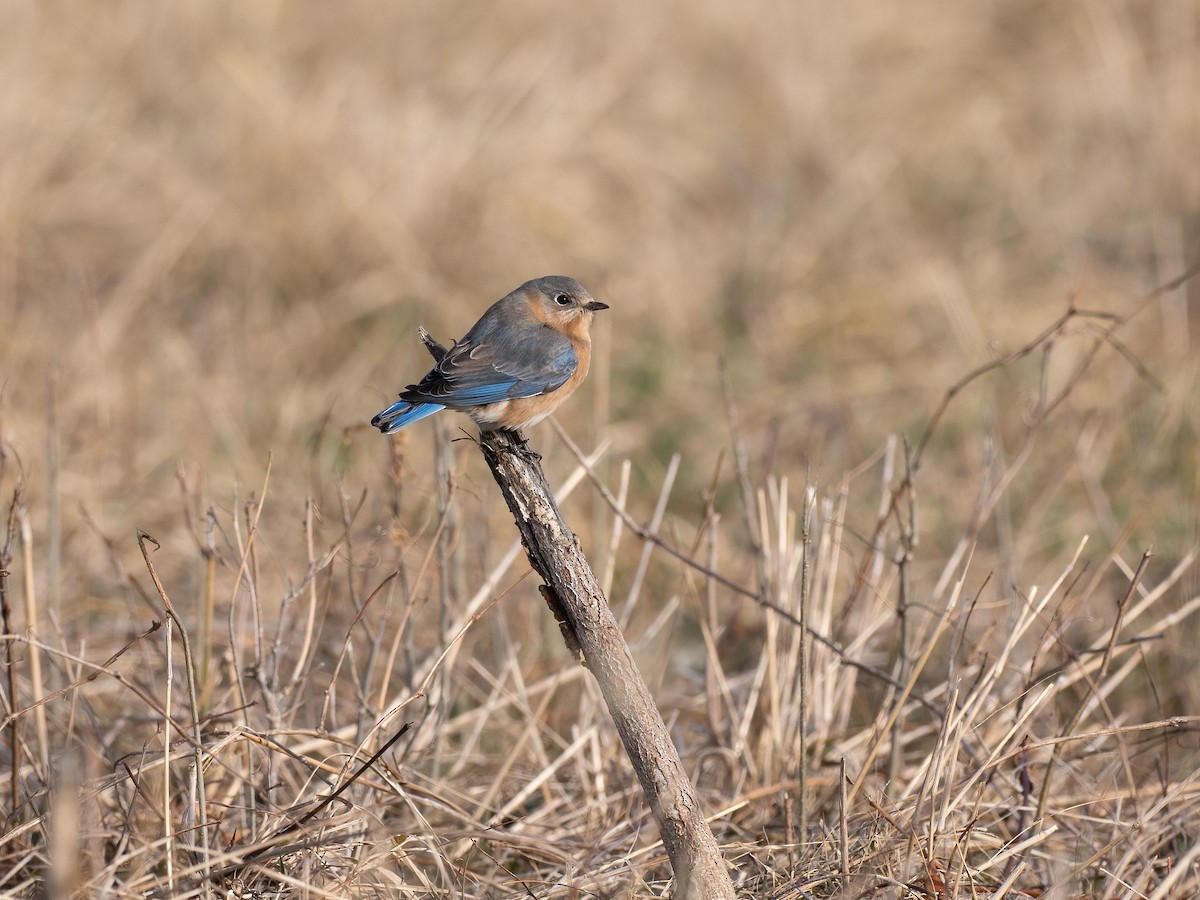 Eastern Bluebird - ML630087832