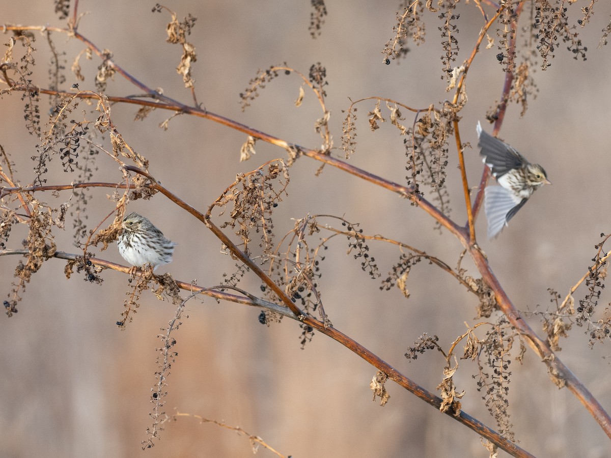 Savannah Sparrow - ML630087839