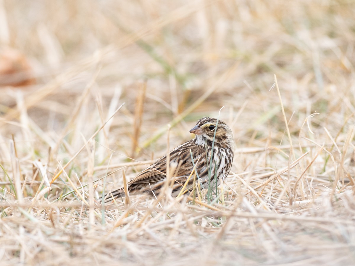 Savannah Sparrow - ML630087842