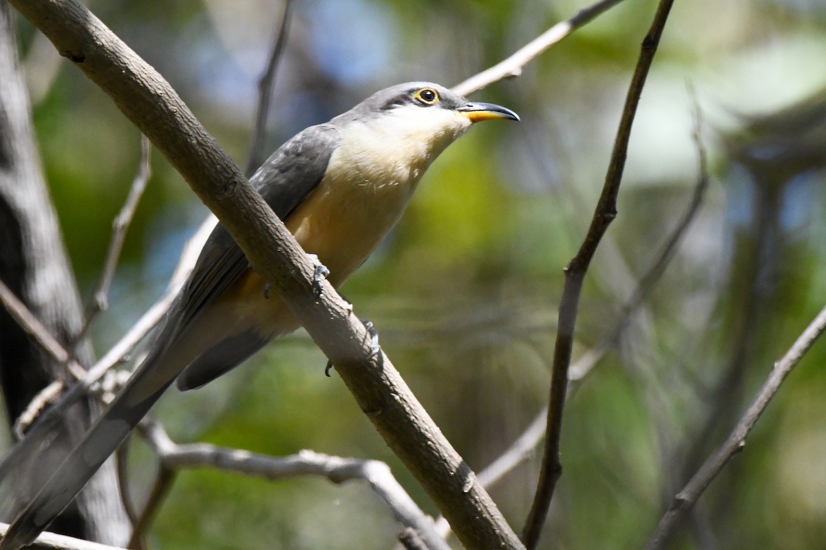 Mangrove Cuckoo - ML630087973