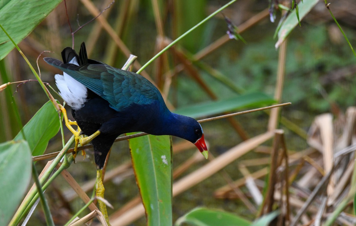 Purple Gallinule - ML630088128