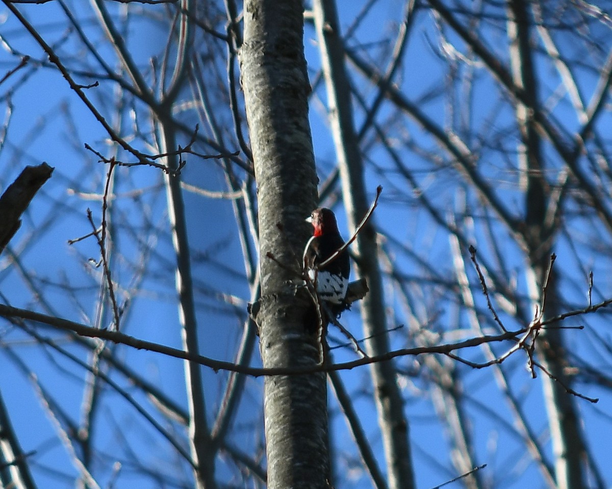 Red-headed Woodpecker - ML630088157