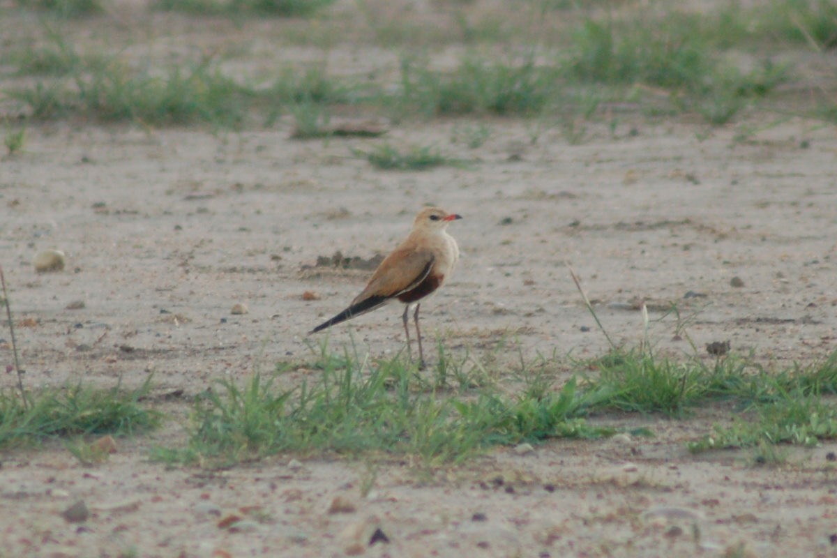 Australian Pratincole - ML630088172
