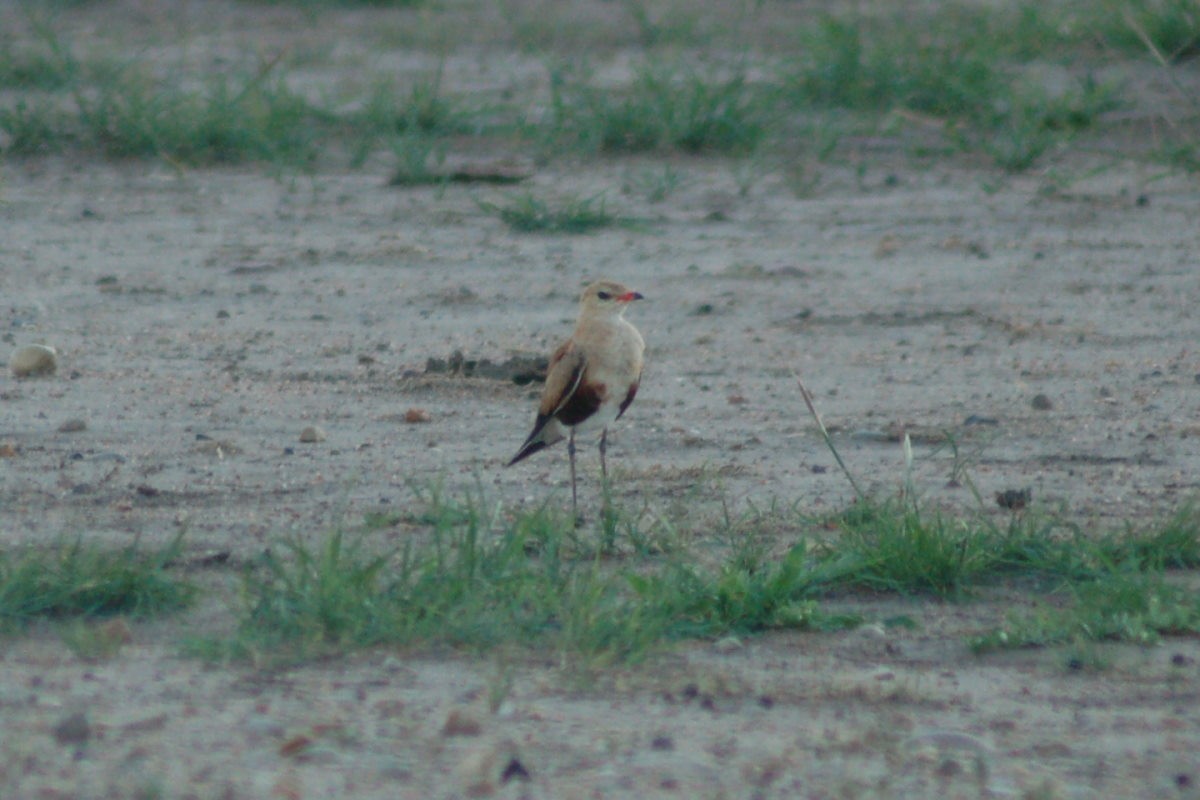 Australian Pratincole - ML630088173
