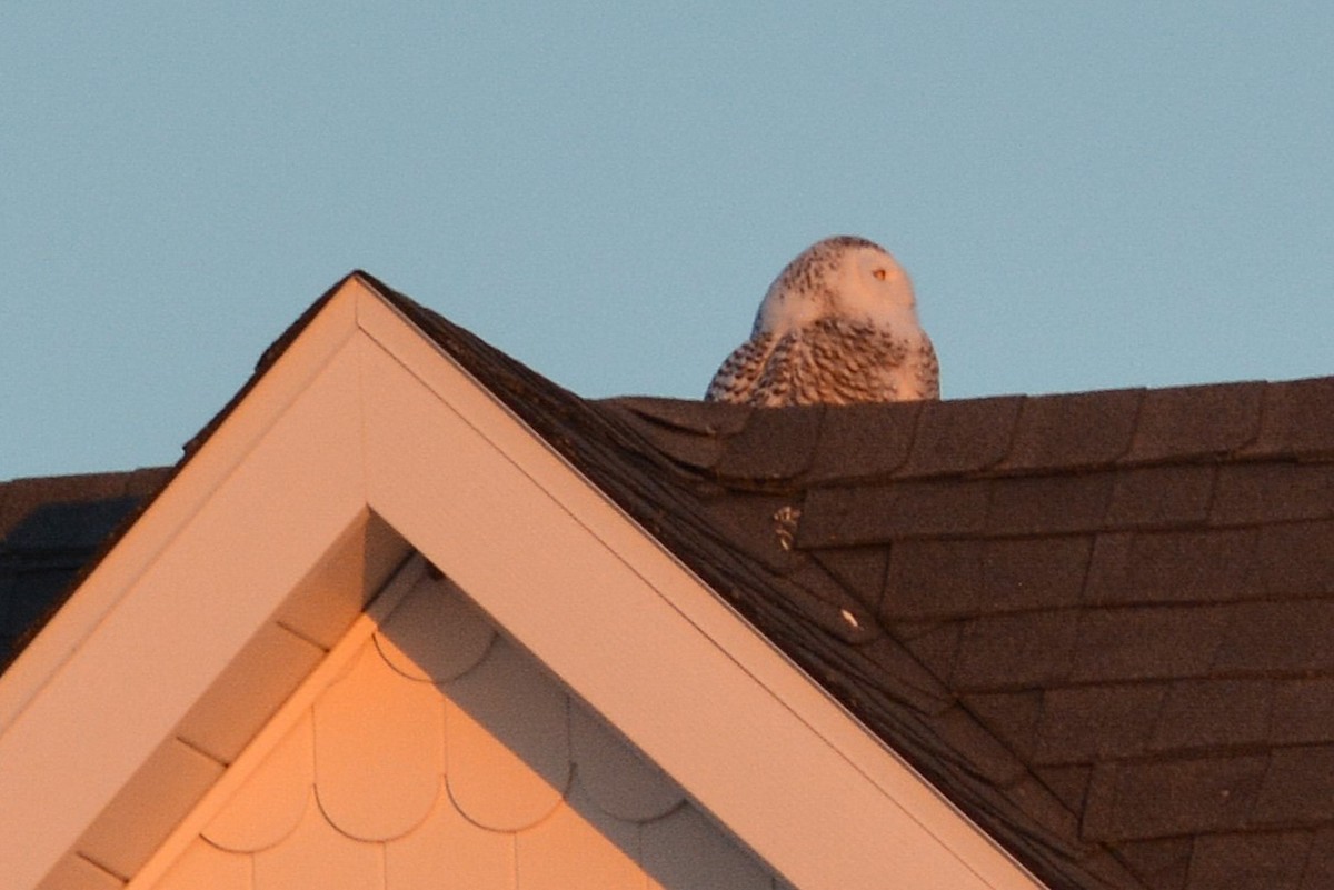 Snowy Owl - ML630088213