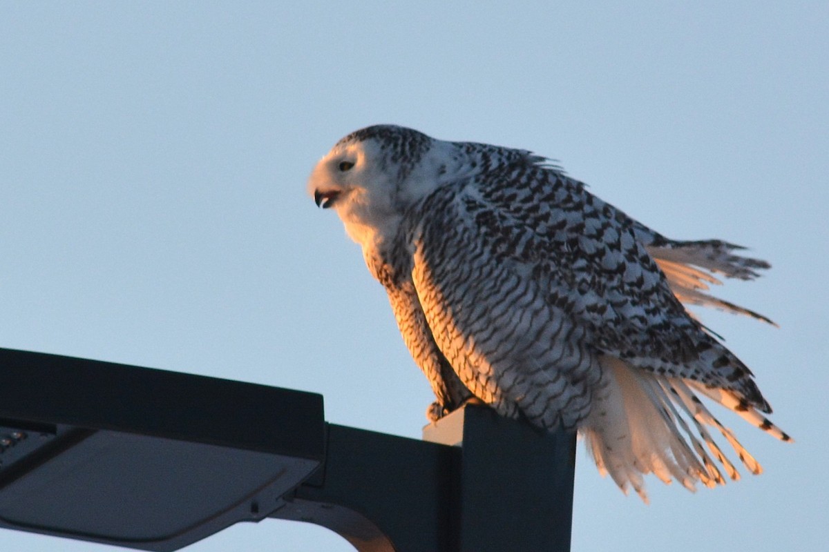 Snowy Owl - ML630088214