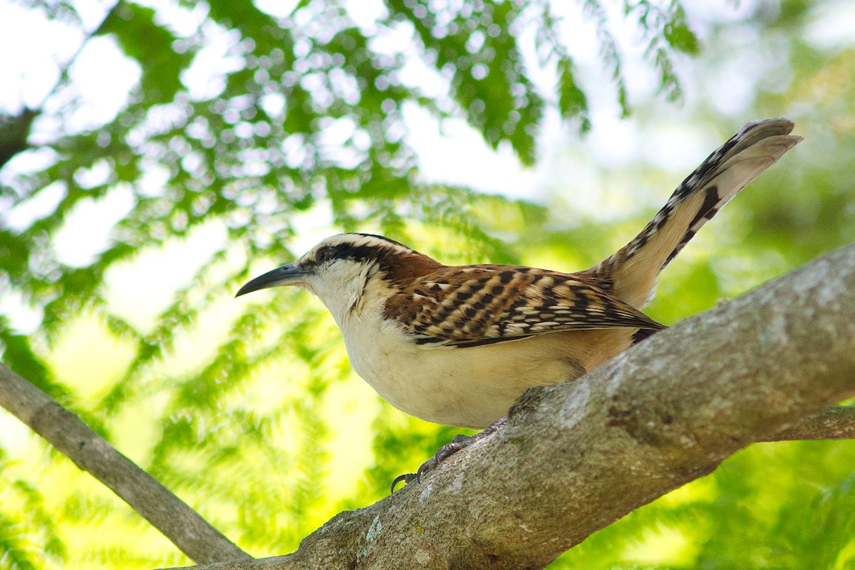 Rufous-backed Wren - ML630088314