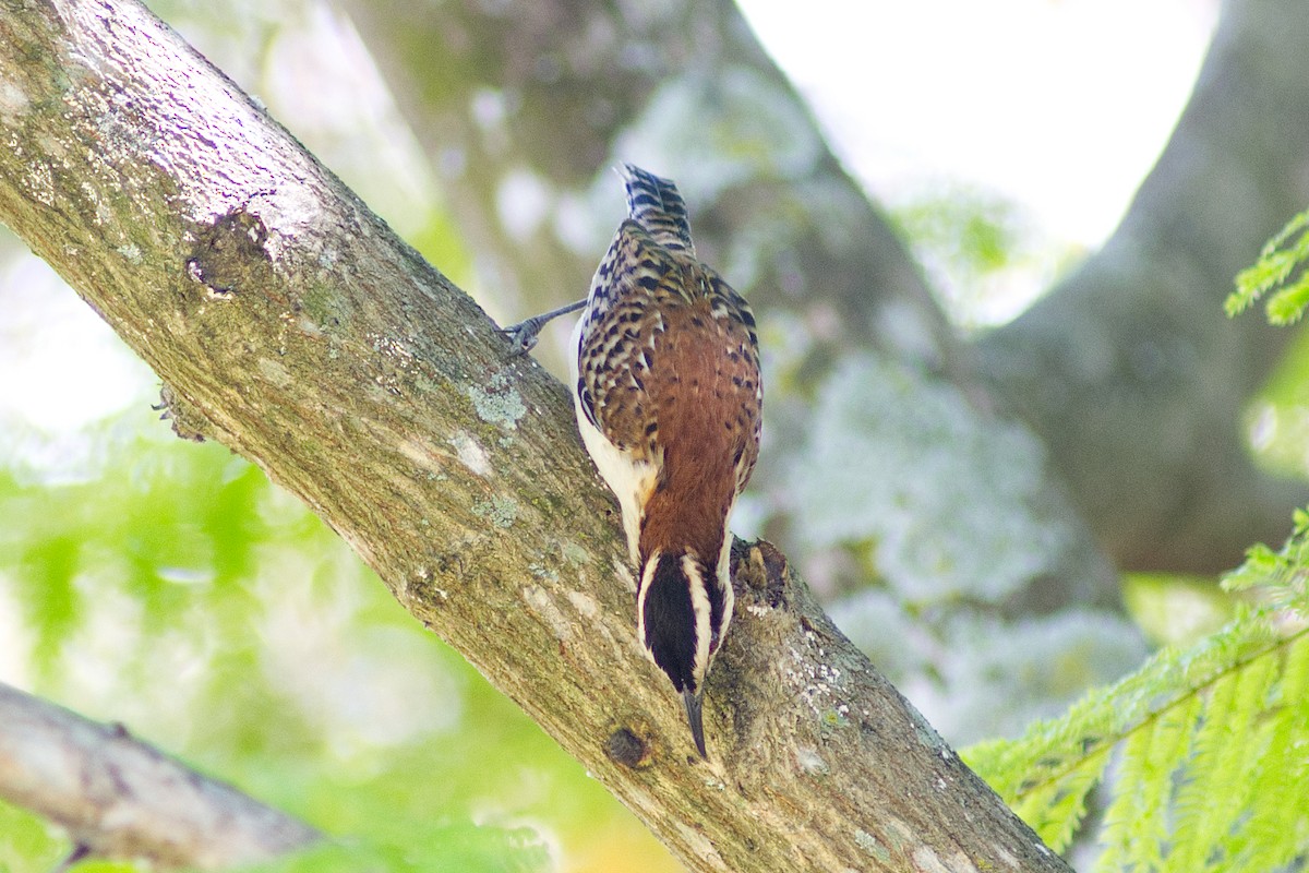 Rufous-backed Wren - ML630088315