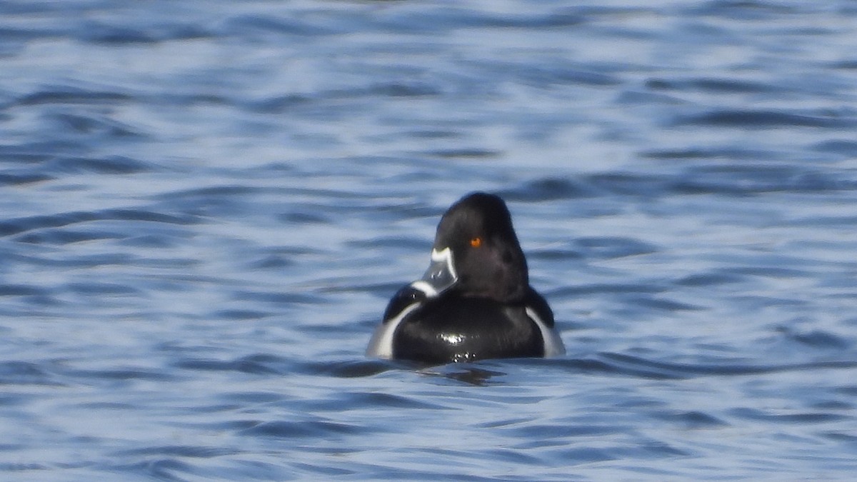 Ring-necked Duck - ML630088852