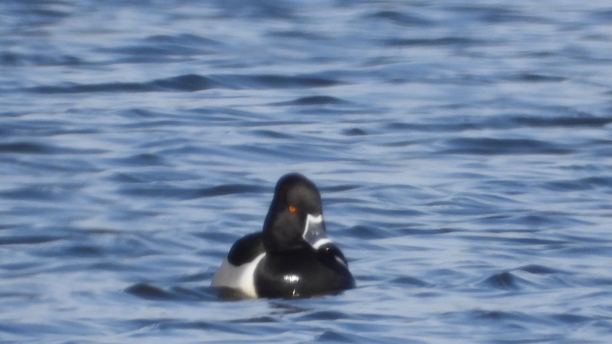 Ring-necked Duck - ML630088853