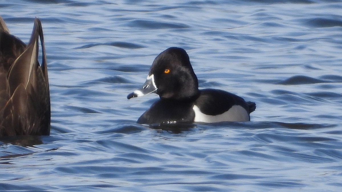 Ring-necked Duck - ML630088854