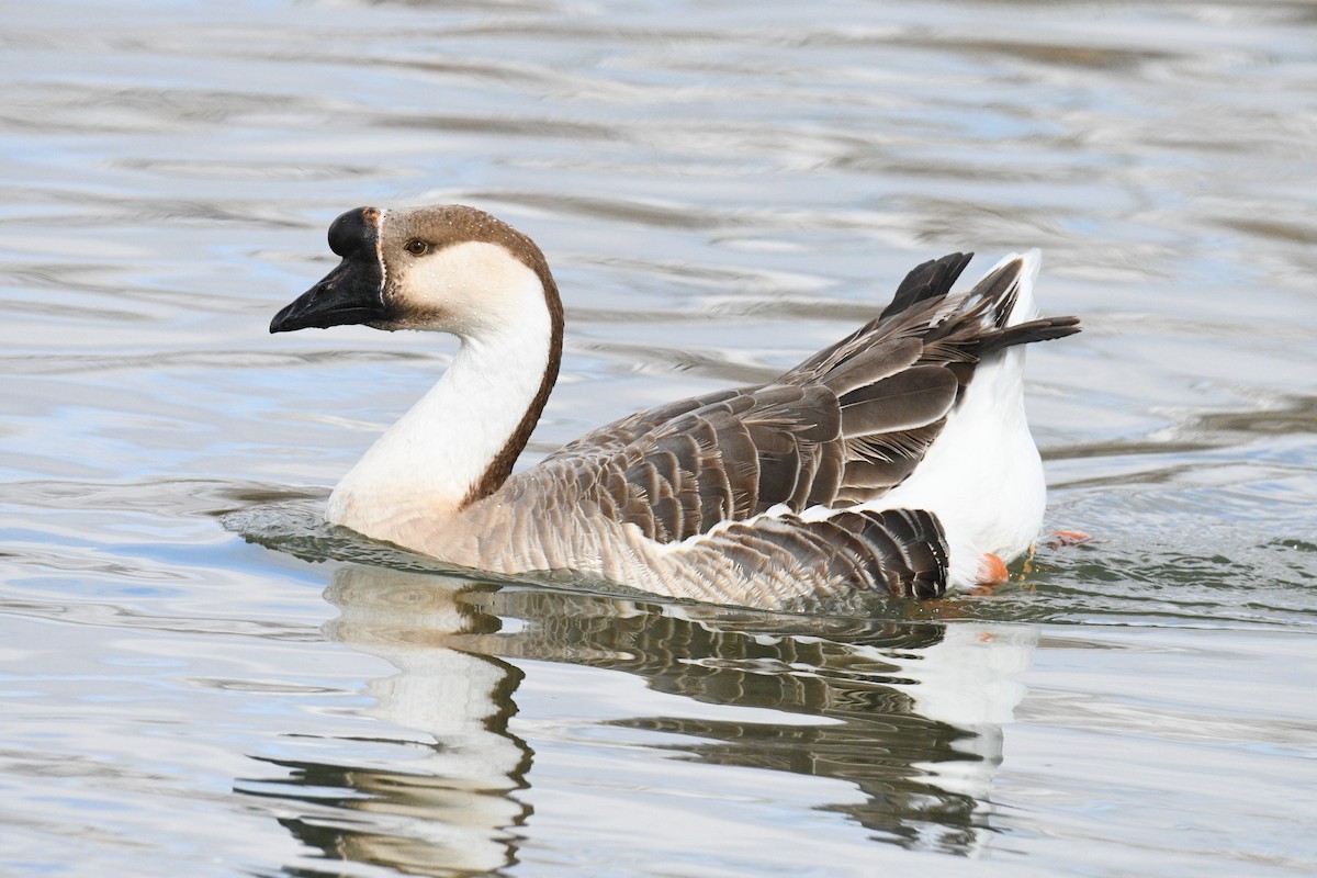 Swan Goose (Domestic type) - ML630089097