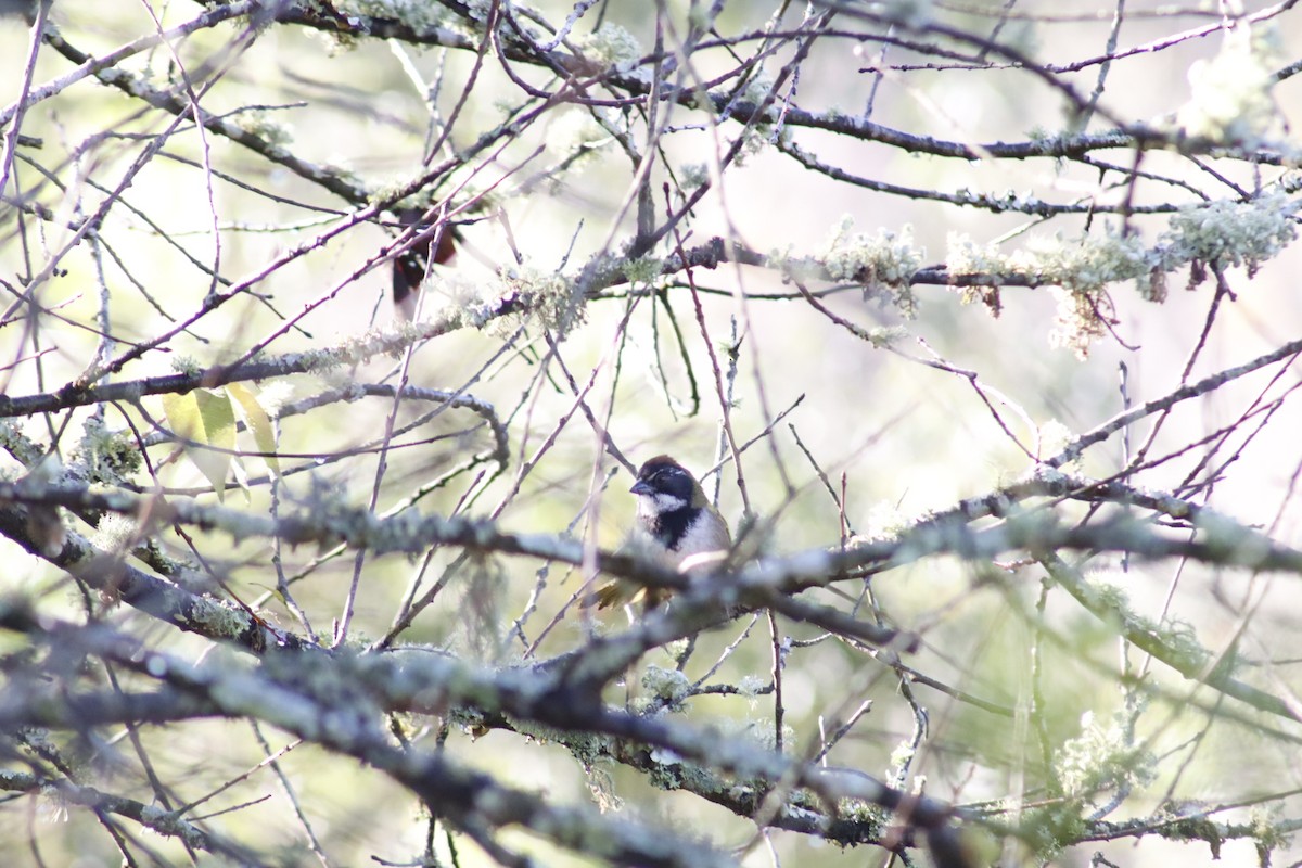 Collared Towhee - ML630089213