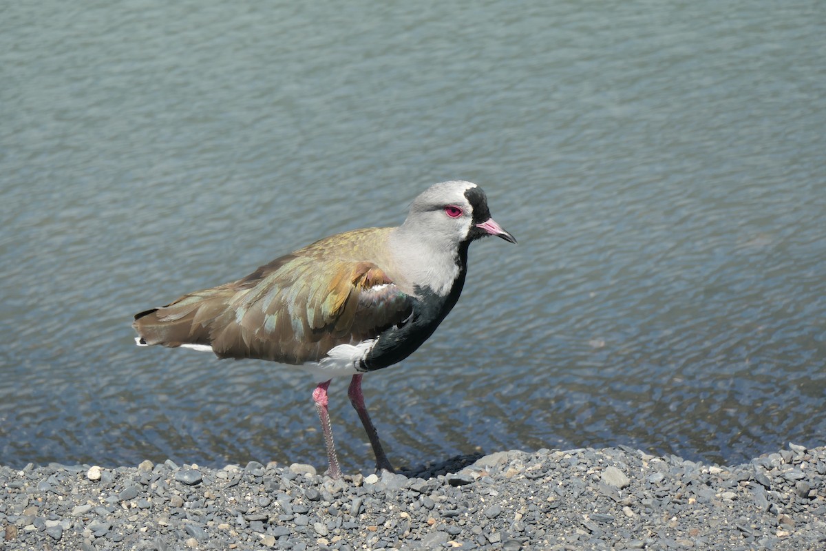 Southern Lapwing - ML630089235