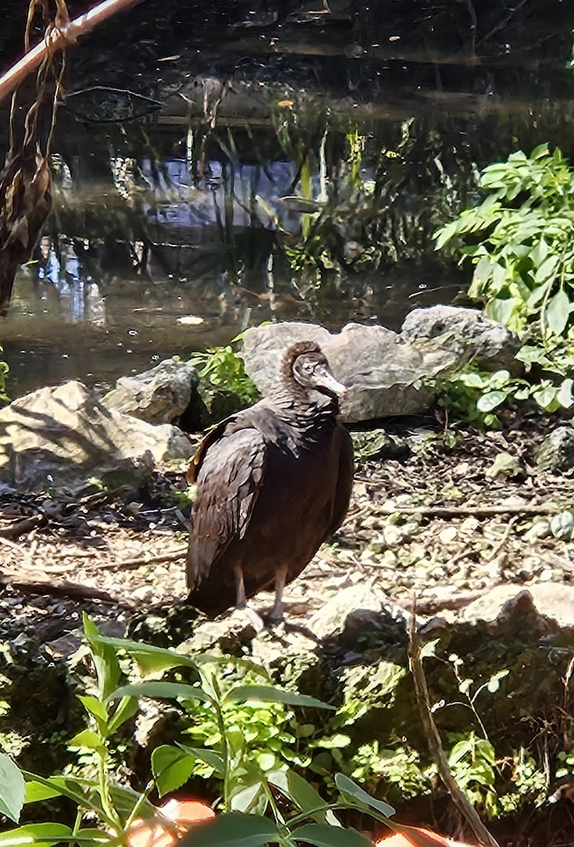 Black Vulture - ML630089348