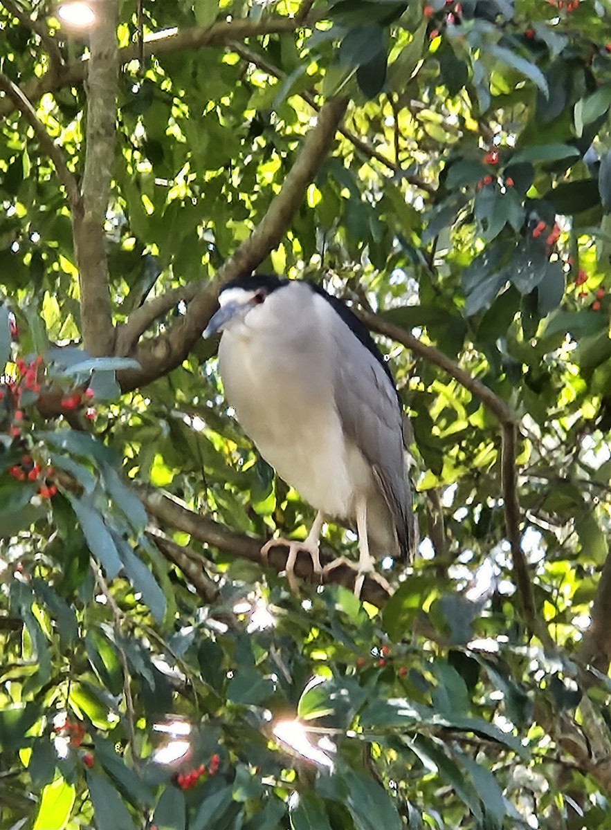Black-crowned Night Heron - ML630089367