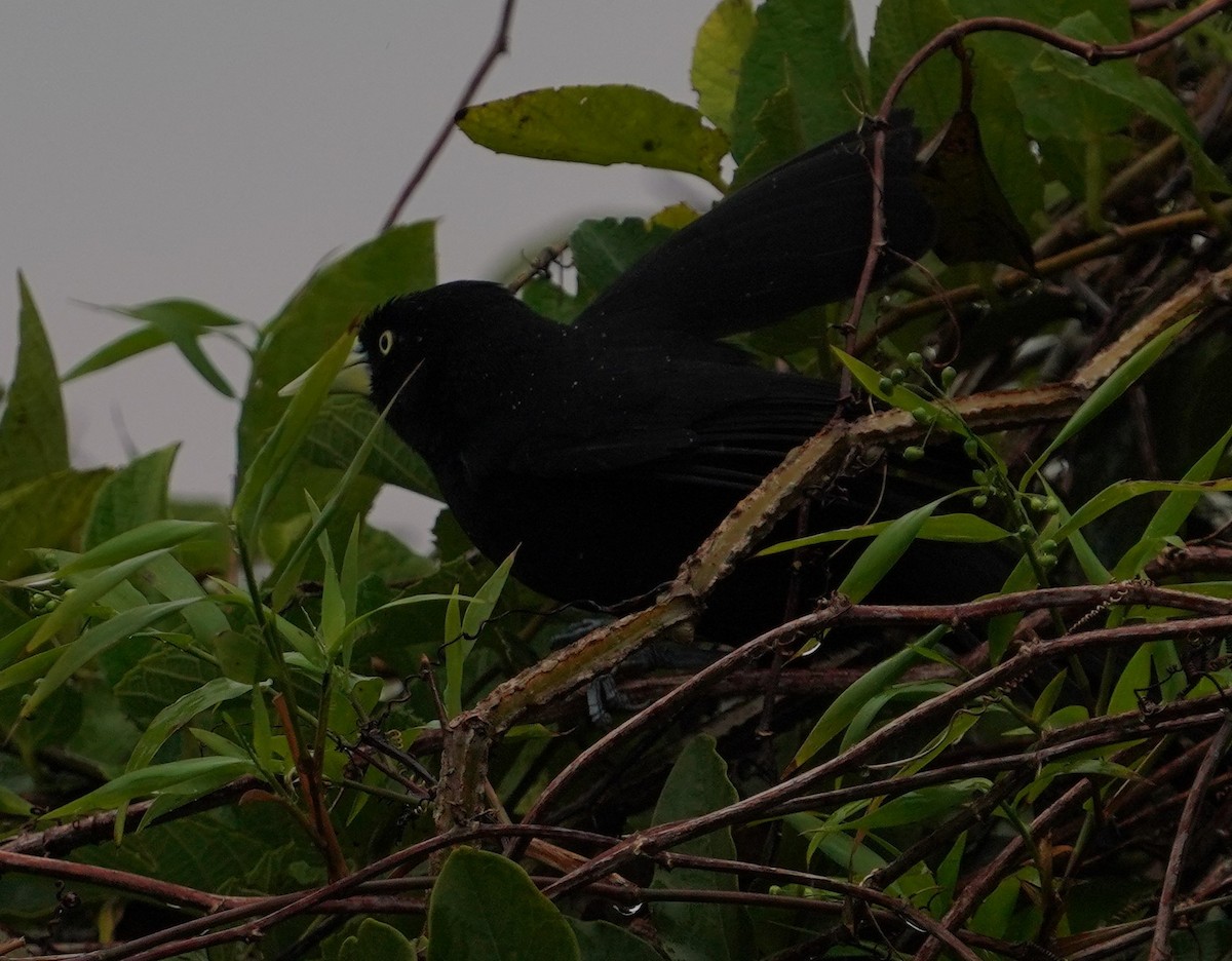 Yellow-billed Cacique - ML630089419