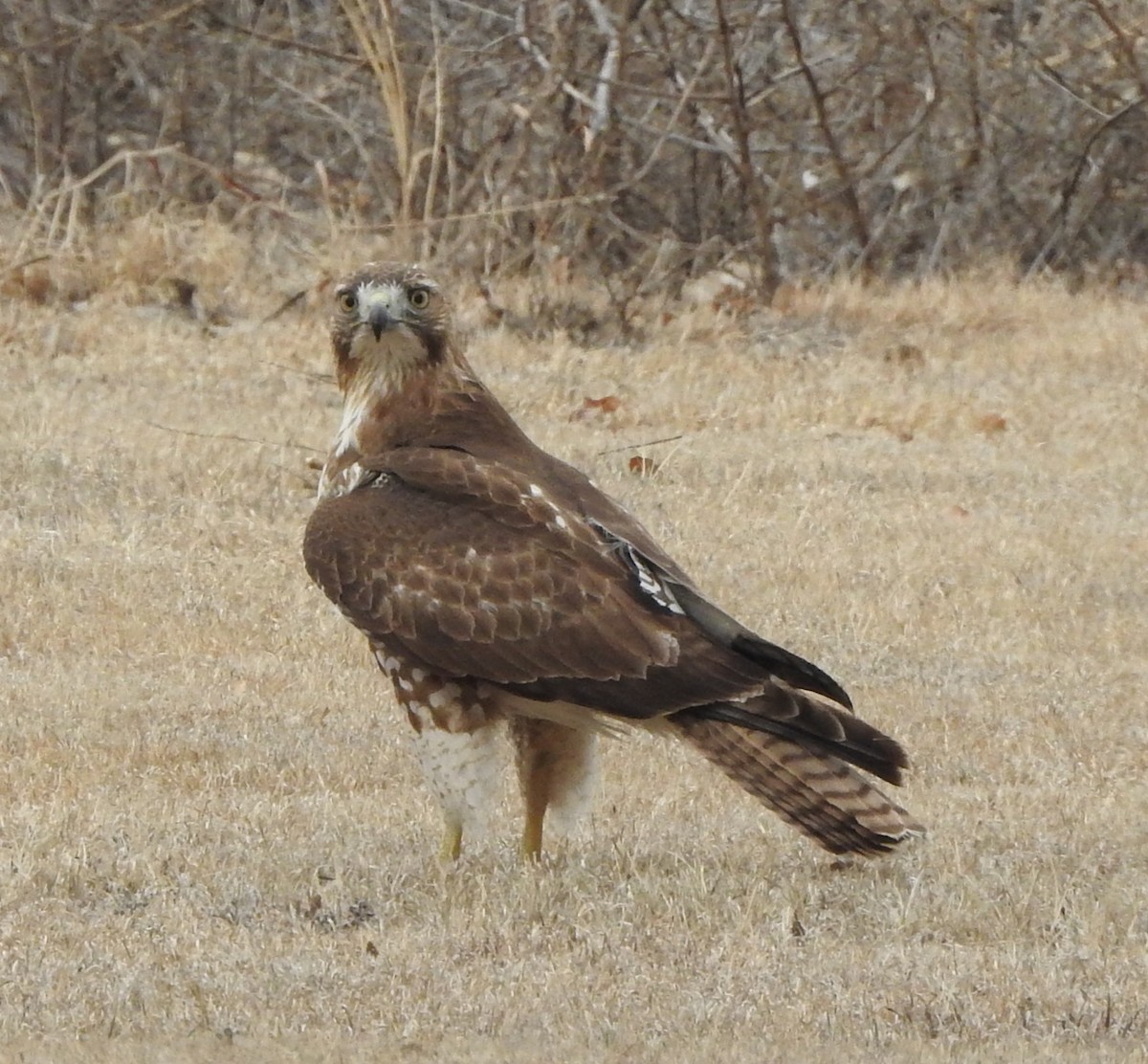 Red-tailed Hawk - ML630089475