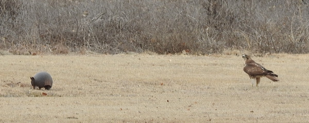 Red-tailed Hawk - ML630089493
