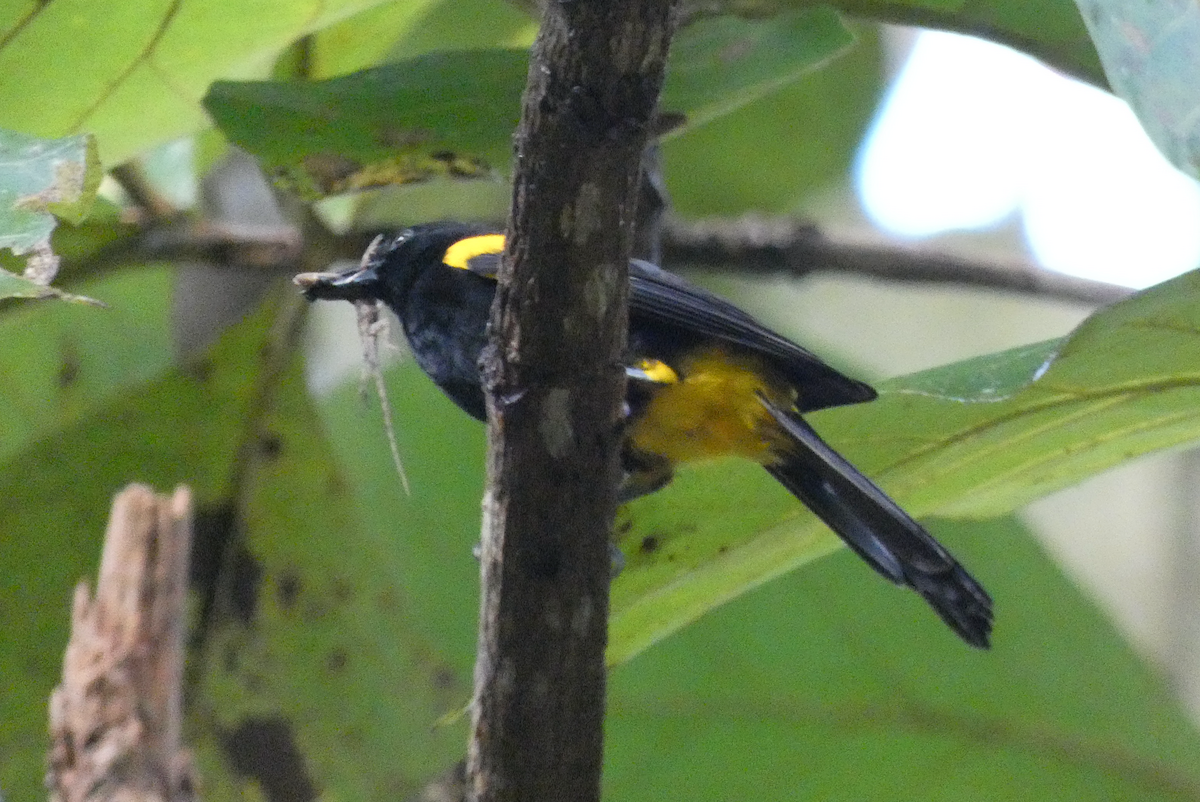 Puerto Rican Oriole - ML630089542