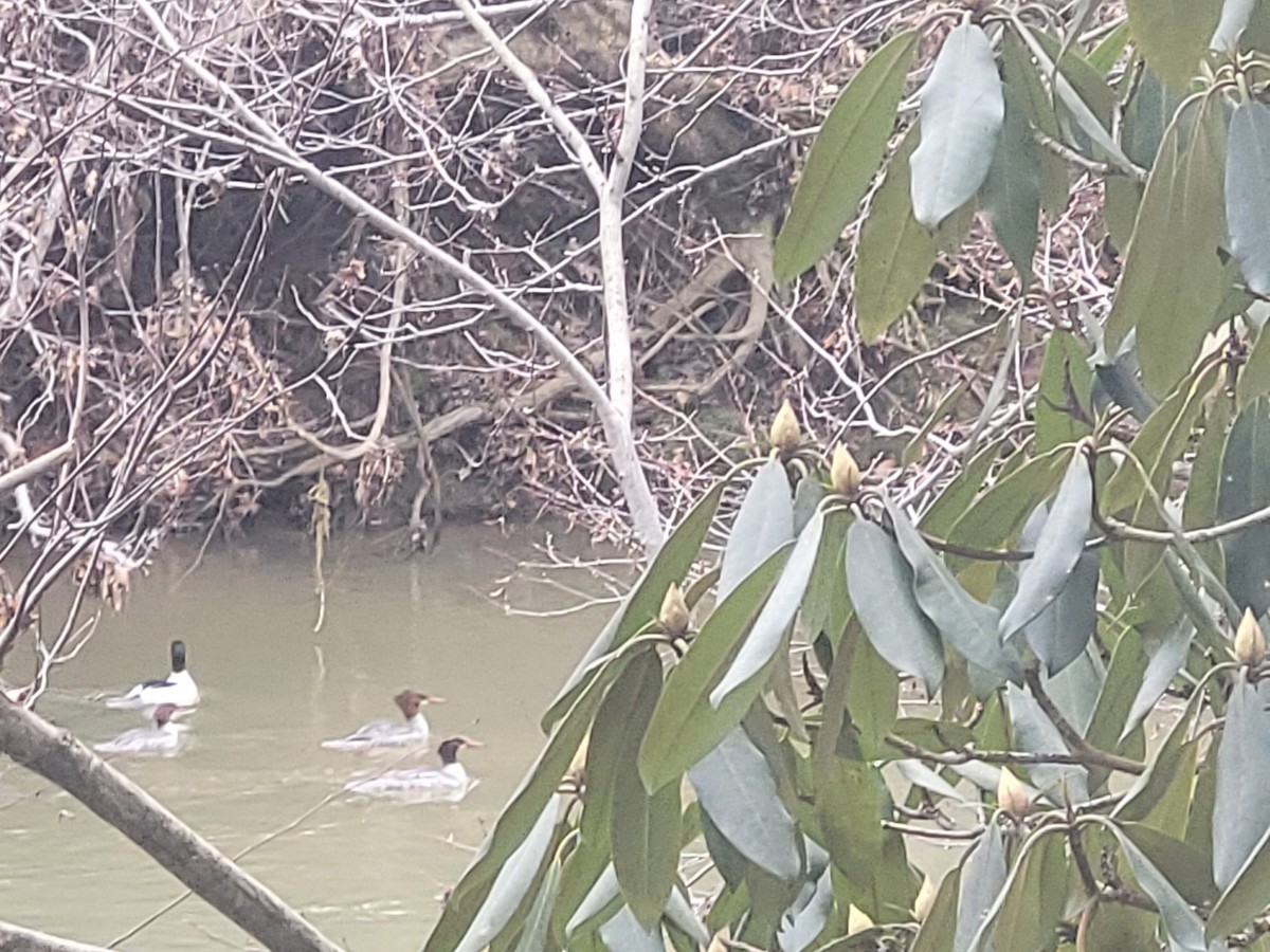 Common Merganser (North American) - ML630089607