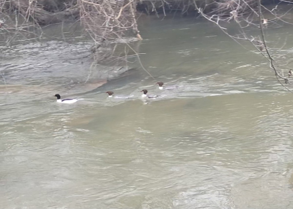 Common Merganser (North American) - ML630089618