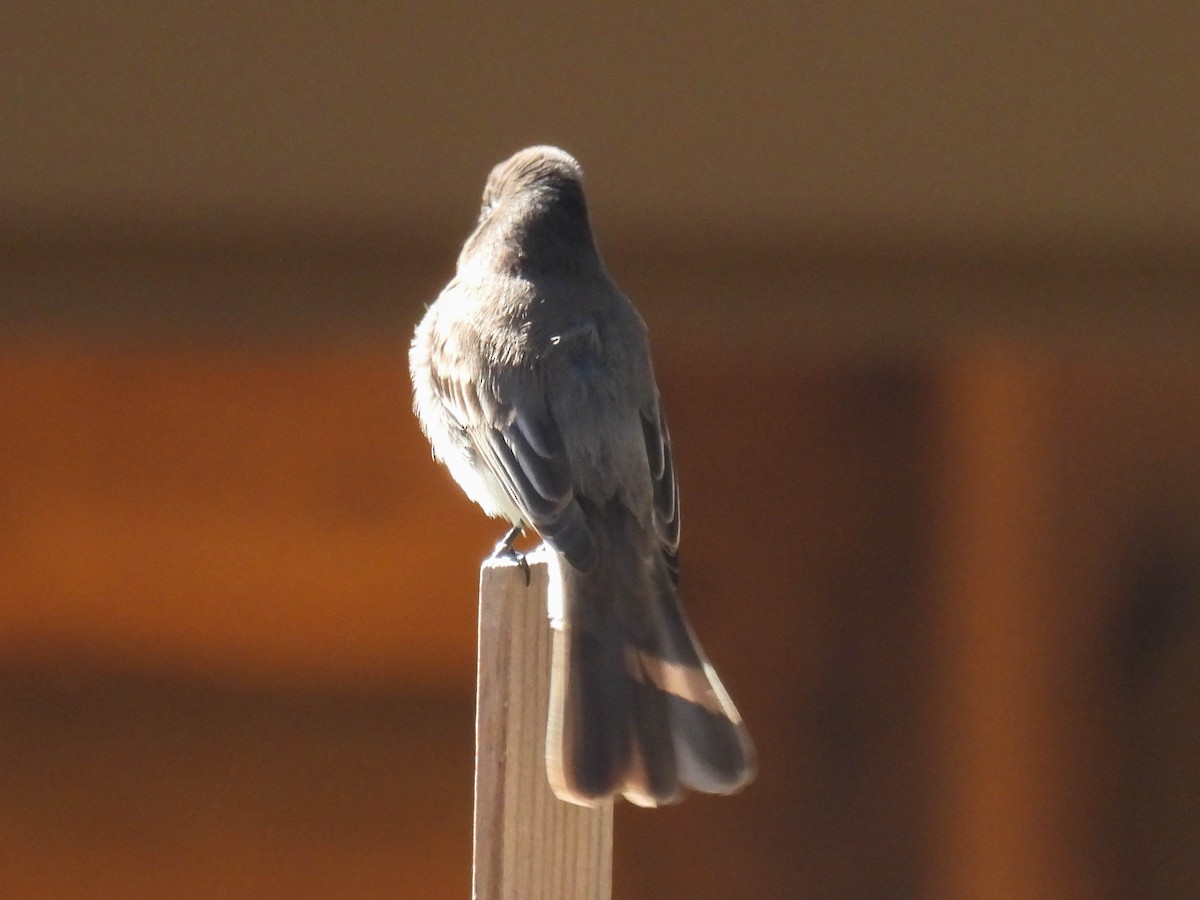 Black Phoebe - ML630089791