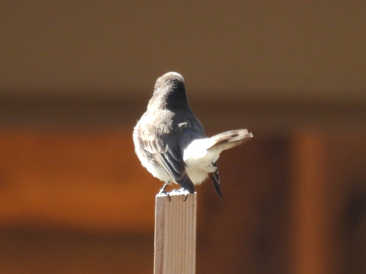Black Phoebe - ML630089792