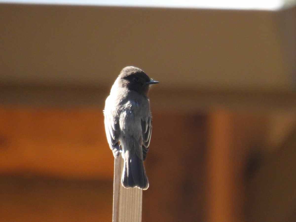 Black Phoebe - ML630089793