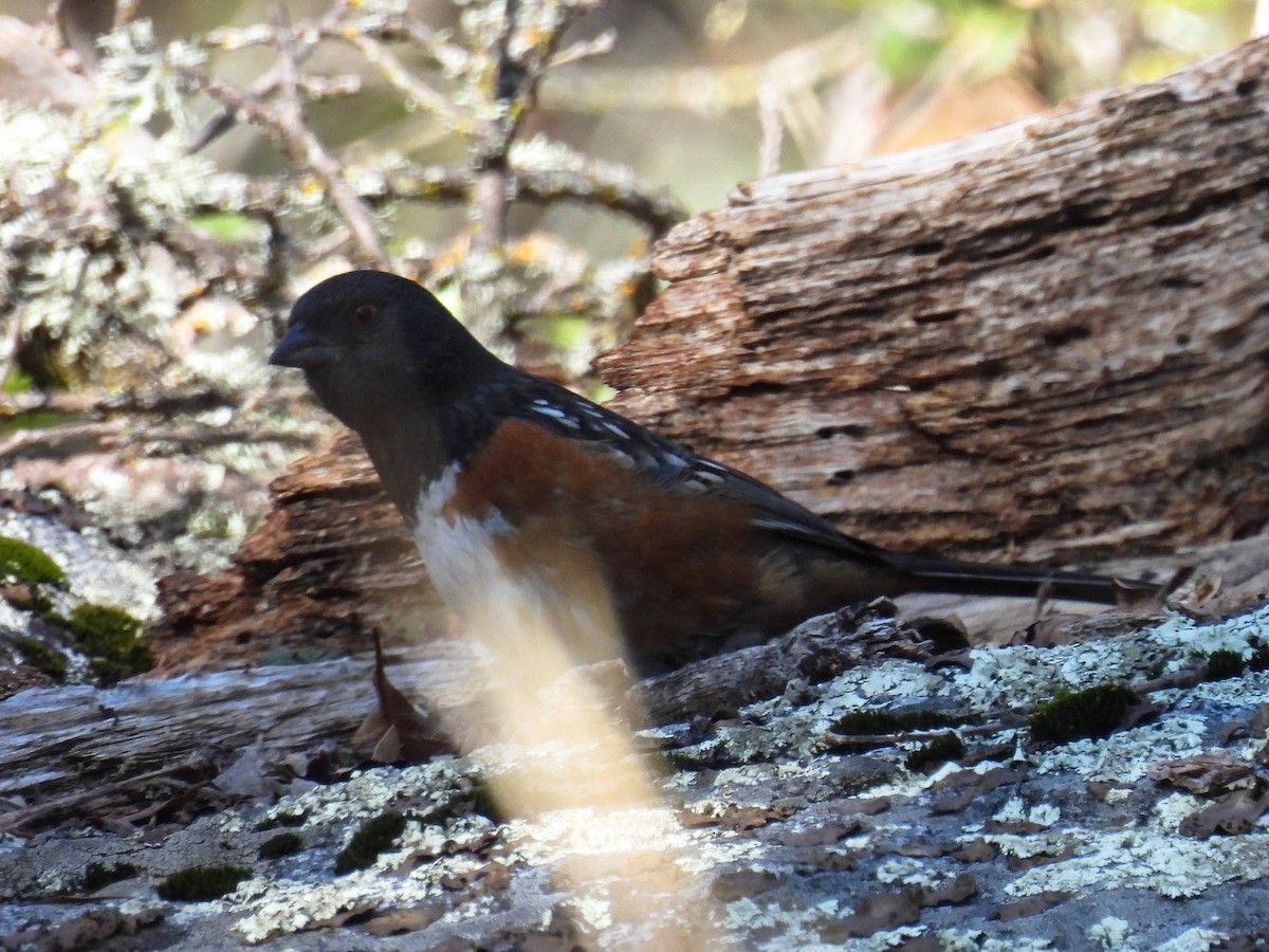 Spotted Towhee - ML630089794