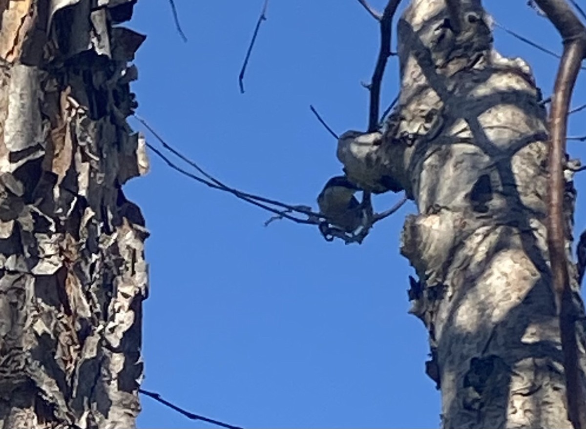 brhlík hnědohlavý - ML630089918