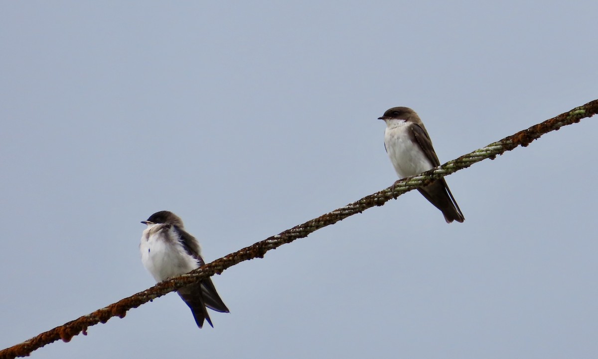 Blue-and-white Swallow - ML630090142