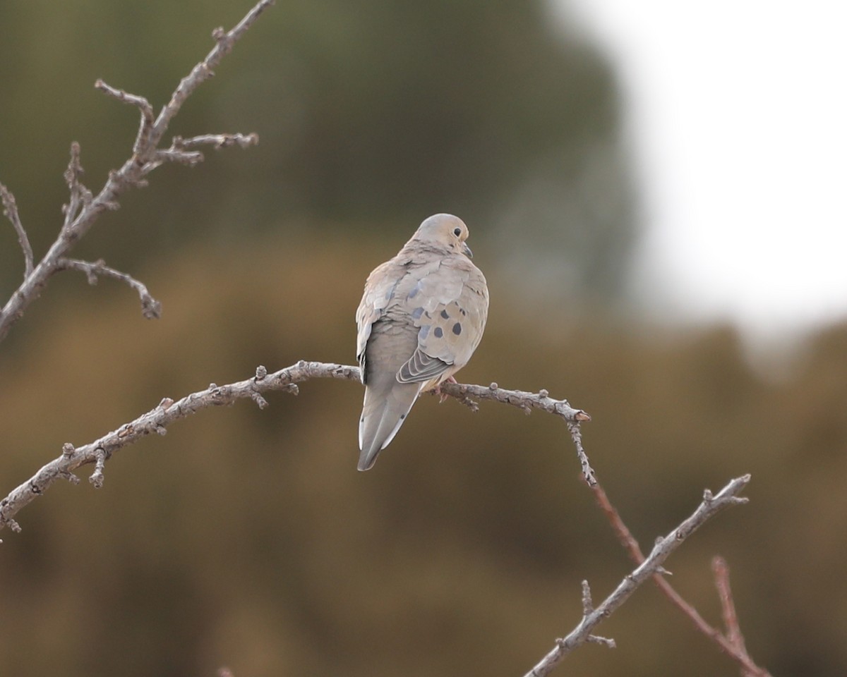 Mourning Dove - ML630090210