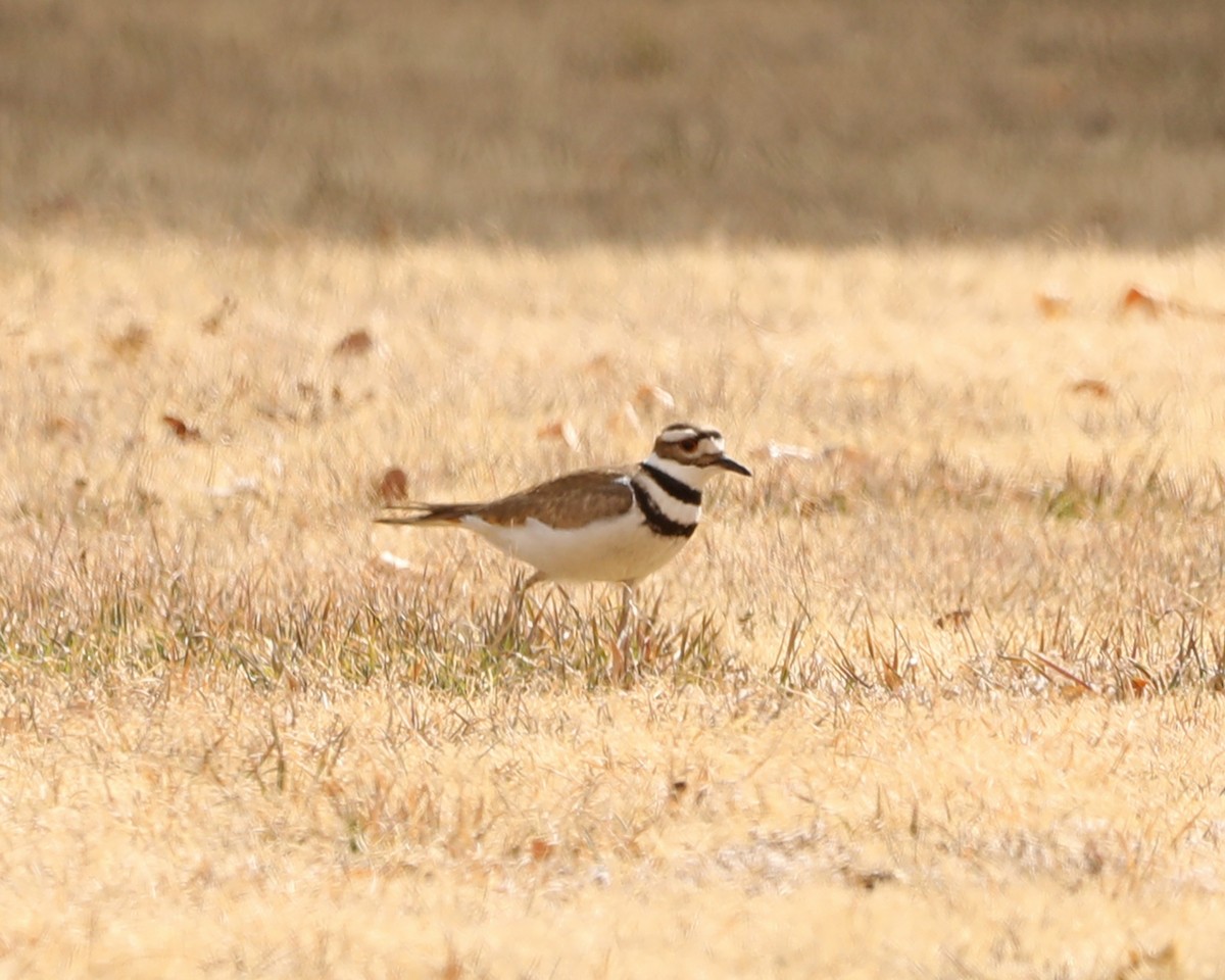 Killdeer - ML630090215